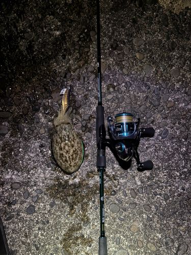 コウイカの釣果