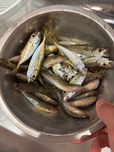 ハゼの釣果