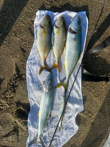 伊良湖岬灯台