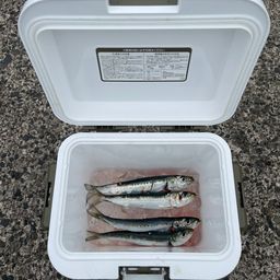 マイワシ