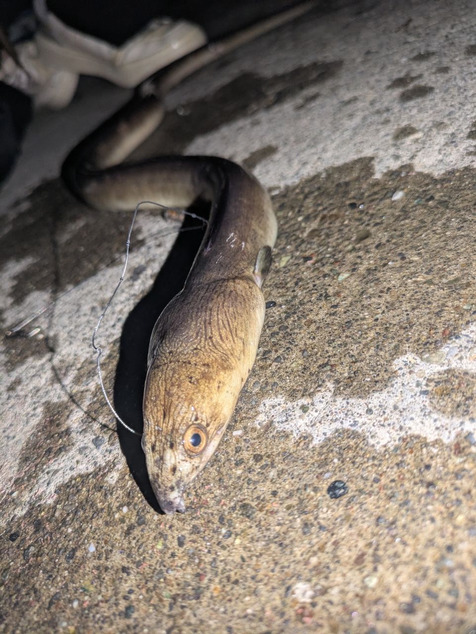 ホタテウミヘビ