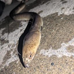 ホタテウミヘビ