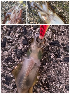 アオリイカの釣果
