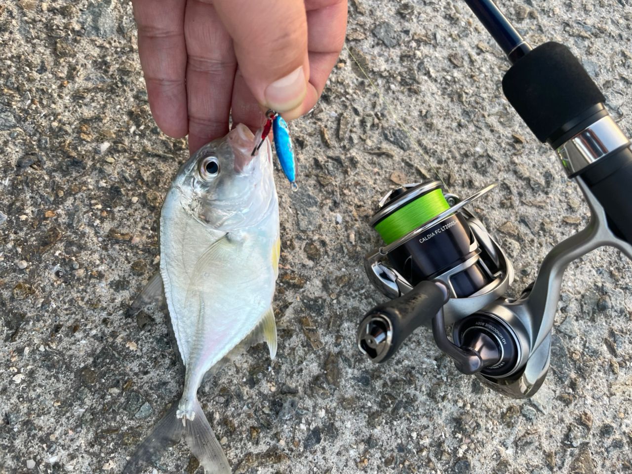 エロマンガ島🏝️ さんの 2025年09月09日のメッキの釣り・釣果情報(和歌山県 - 和歌浦湾) - アングラーズ |  釣果600万件の魚釣り情報サイト