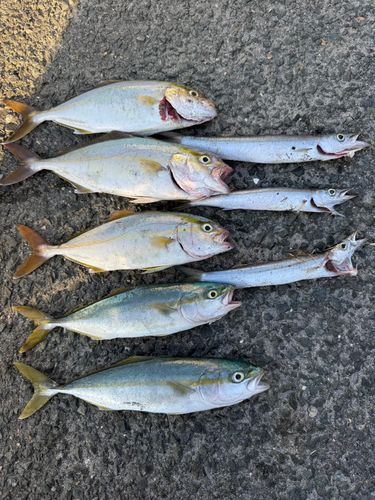大倉戸海岸