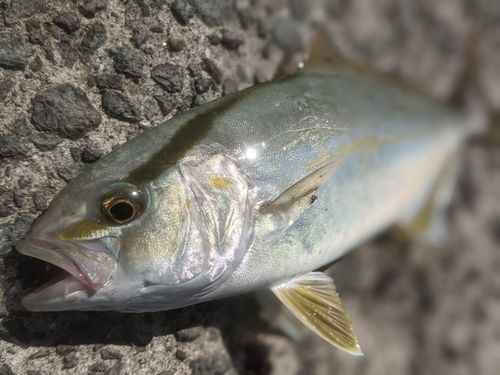 ネリゴの釣果