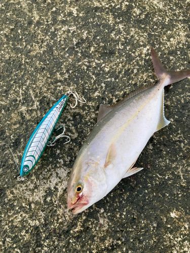 シオの釣果