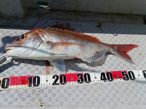 マダイの釣果