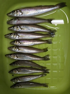 シロギスの釣果