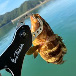 アオハタ