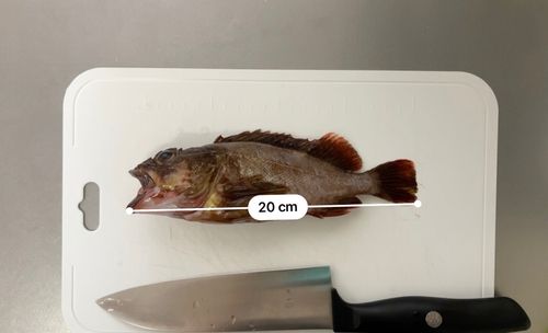 カサゴの釣果