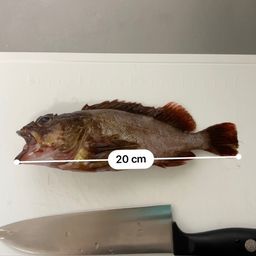 カサゴ