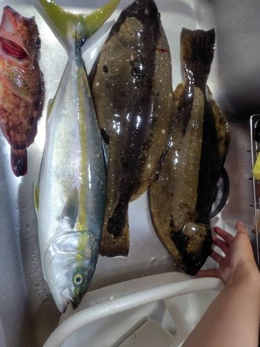 ヒラメの釣果