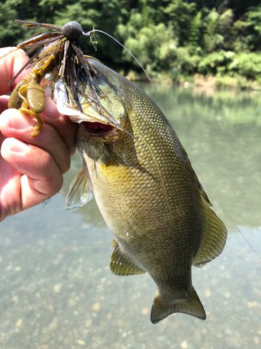 スモールマウスバスの釣果