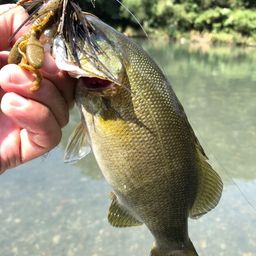 スモールマウスバス