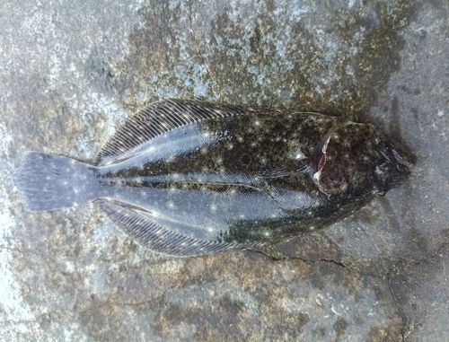 ソゲの釣果
