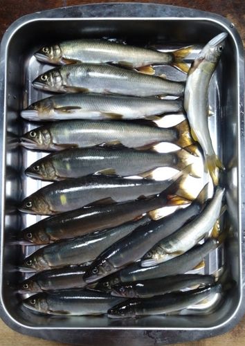 アユの釣果