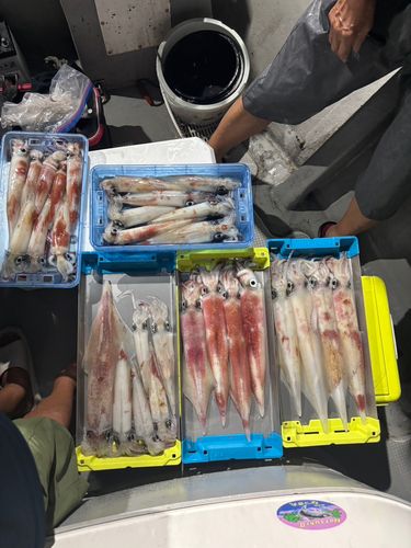 アカイカの釣果
