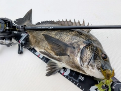 チヌの釣果
