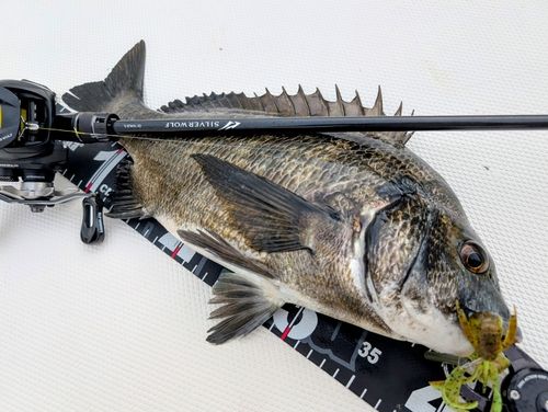 チヌの釣果