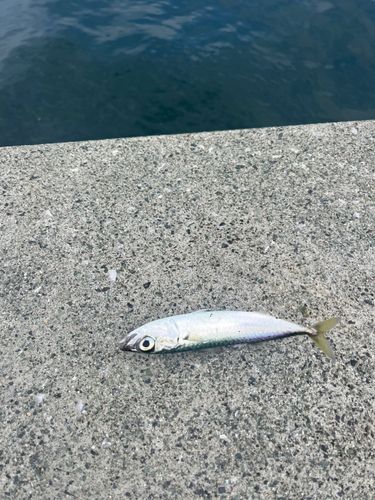 サバの釣果