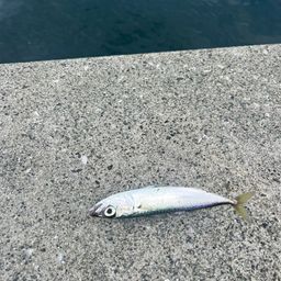 サバ
