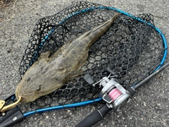 コチの釣果