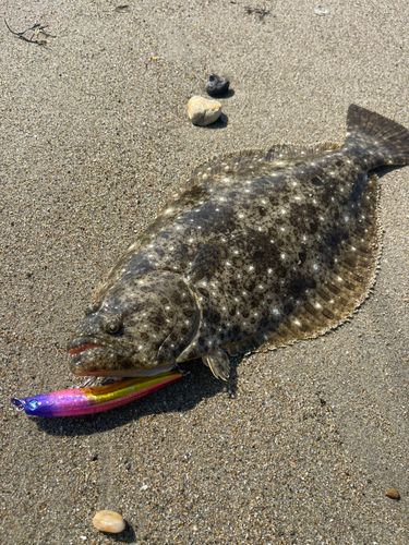 ヒラメの釣果