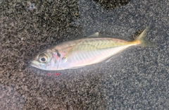 マアジの釣果