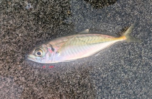 マアジの釣果