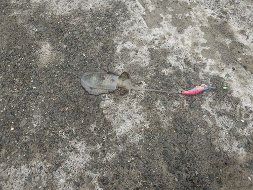 小浜湾