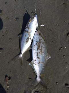 ショゴの釣果