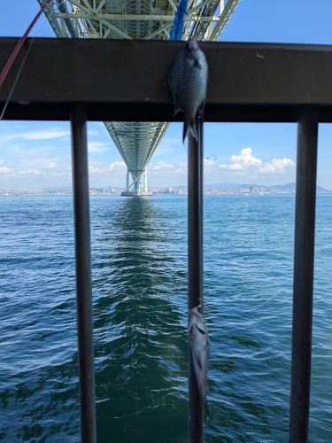 スズメダイの釣果