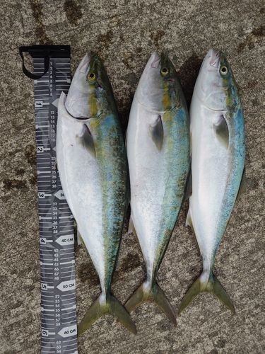 イナダの釣果