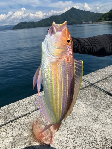 宇和島湾