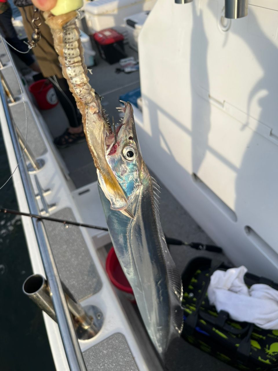 BOZUさんの釣果 1枚目の画像