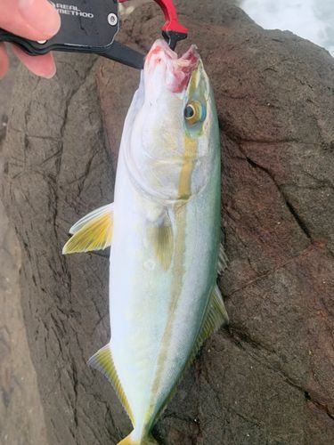 相模湾