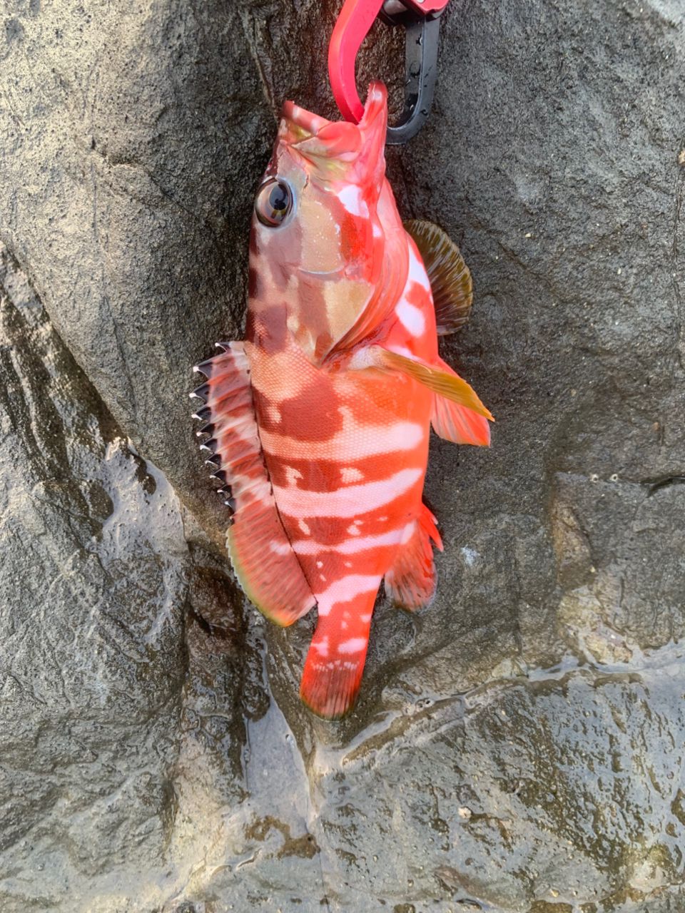 ワカシ
