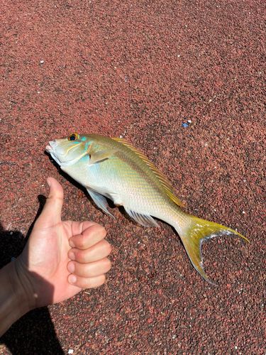 ジューマー(ヒトスジタマガシラ)の釣果