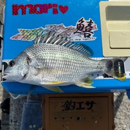キチヌ
