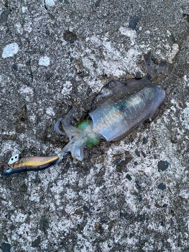 アオリイカの釣果