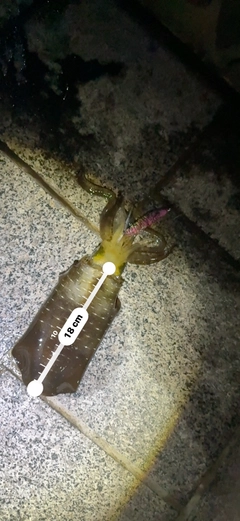 アオリイカの釣果