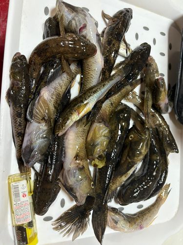 ハゼの釣果