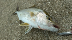 ネリゴの釣果