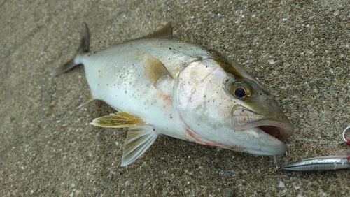ネリゴの釣果