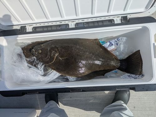 ヒラメの釣果