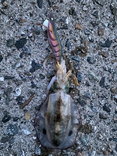 アオリイカの釣果