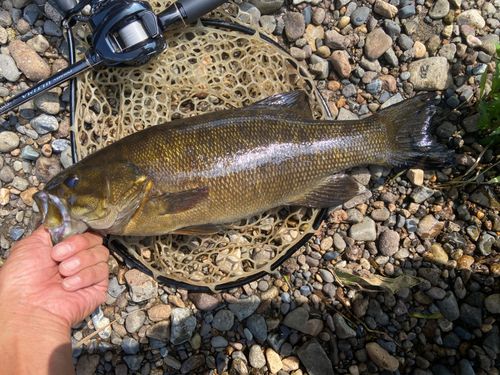 スモールマウスバスの釣果