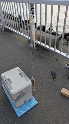 シロギスの釣果