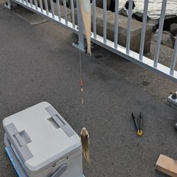 シロギス
